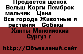 Продается щенок Вельш Корги Пемброк мальчик › Цена ­ 65 000 - Все города Животные и растения » Собаки   . Ханты-Мансийский,Сургут г.